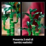 Bambù del buon auspicio - immagine 3