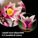 Rametti di magnolia - immagine 3
